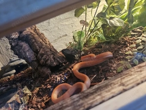 kornnattern bestandsaufgabe