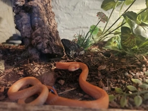 albino kornnatter mänchen april 2025