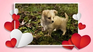 Mischling Welpe 10 Wochen 