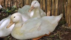 6 Enten in Gute Hände abzugeben