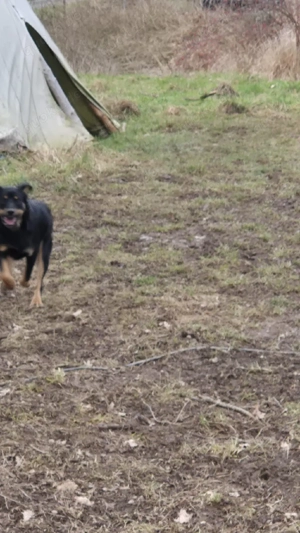 Australien Kelpie Mix