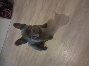 Französische Bulldogge Max 
