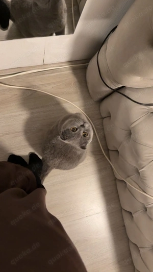 Lolo ist sehr schön Katze 