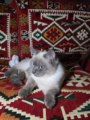 Wunderschöner Blue-Point Kater