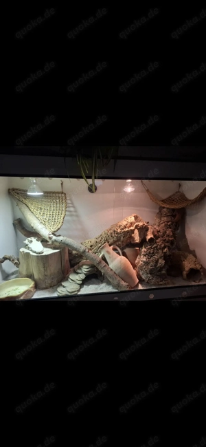 Bartagame weibchen rot mit Terrarium 150 60 80