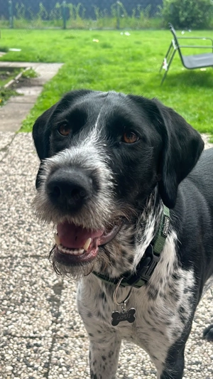 Loui - Abenteurer mit Sofaambition für Jagdprinzessin gesucht!