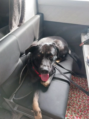 Laila  - sensible Seele mit großem Herz sucht ruhiges Zuhause Bild 4