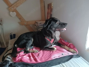 Laila  - sensible Seele mit großem Herz sucht ruhiges Zuhause Bild 5