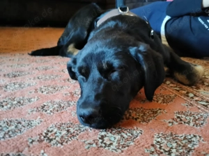 Laila  - sensible Seele mit großem Herz sucht ruhiges Zuhause Bild 3