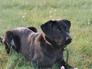 Laila   sensible Seele mit großem Herz sucht ruhiges Zuhause