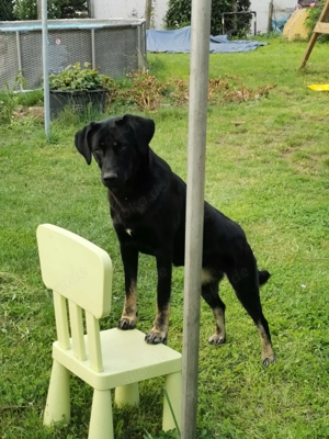 Laila  - sensible Seele mit großem Herz sucht ruhiges Zuhause Bild 9