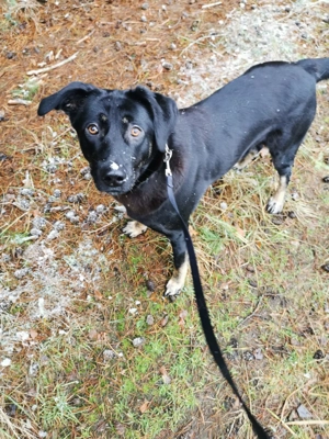 Laila  - sensible Seele mit großem Herz sucht ruhiges Zuhause Bild 7