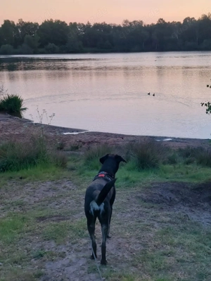 Laila  - sensible Seele mit großem Herz sucht ruhiges Zuhause Bild 6