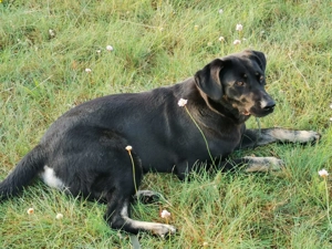 Laila  - sensible Seele mit großem Herz sucht ruhiges Zuhause Bild 8