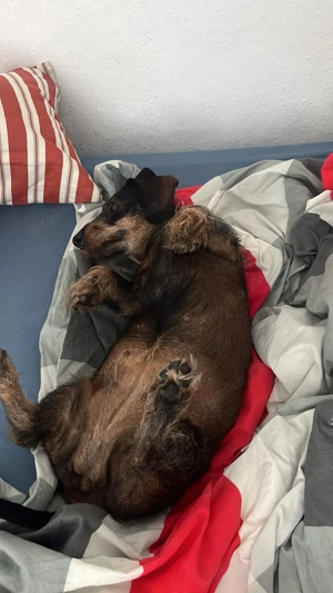 Onja - kleiner Dackel, große Hoffnung 