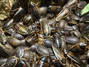 200 adulte argentinische Waldschaben ( Blaptica dubia)