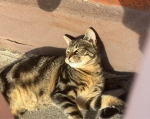 wunderschöner kater zu verkaufen