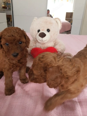 Toypudel Welpen kleine Herzensfreunde suchen ihre Familie