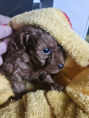 Toypudel Welpen kleine Herzensfreunde suchen ihre Familie