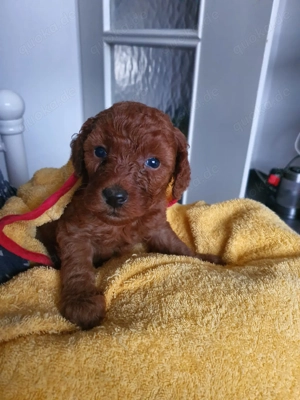 Toypudel Welpen kleine Herzensfreunde suchen ihre Familie