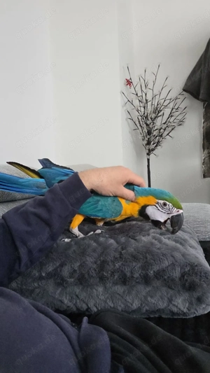  Gelbbrustara 8 monaten