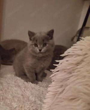 BKH Chartreux Kitten  Bild 5