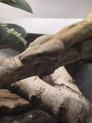 Boa constrictor imperator Weibchen 