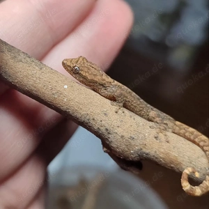 Jungferngeckos (Lepidodactylus lugubris) 