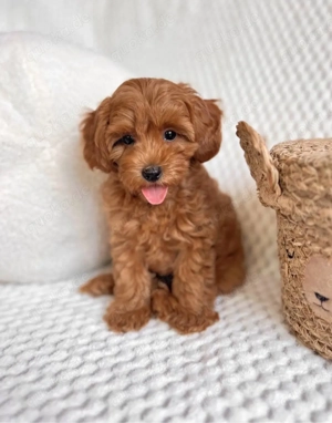Maltipoo Welpen Rüden & Weibchen auszugsbereit