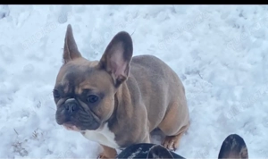 Französische Bulldoggen Mädchen