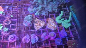 Meerwasser Aquarium Korallen lps sps Chalice Goldmeister