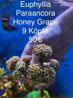 Meerwasser Koralle Eupyhllia Paraancora 