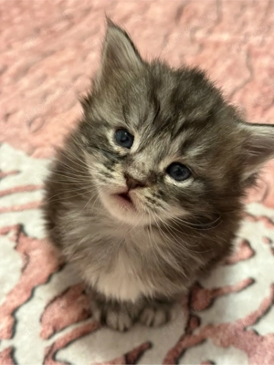 Süße Maine Coon Prinzessin sucht liebevolles Zuhause   