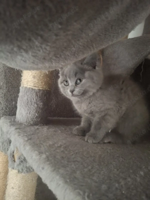 BKH Chartreux Kitten  Bild 8