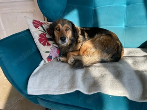 Leica  , große Mischlingshündin 