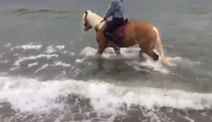 Haflinger Stute  Bild 2