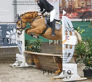 Haflinger Stute  Bild 3