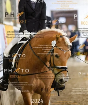 Haflinger Stute  Bild 7