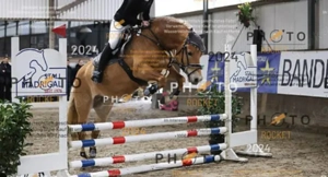 Haflinger Stute  Bild 4