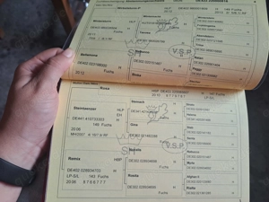 Haflinger Stute  Bild 8