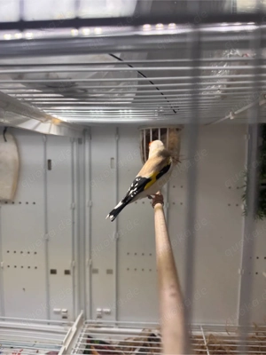 Ein weiblich stieglitz 