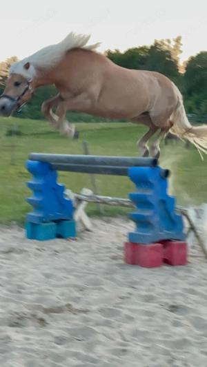 Haflinger Stute  Bild 5