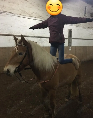 Haflinger Stute 