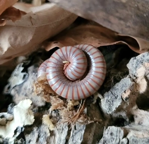 Tausendfüßler abzugeben   Spirostreptus spec. 1 Tansania 