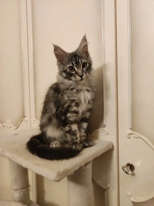 Maine Coon Kitten Reinrassig