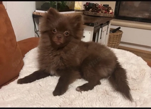 Pomeranian Zwergspitz