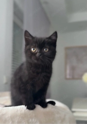 Black BKH reinrassig sucht neues zuhause