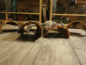 Rinde  Kirsch Rinde DEKO Verstecke Natur Unterschlupf Höhle  Bild 4