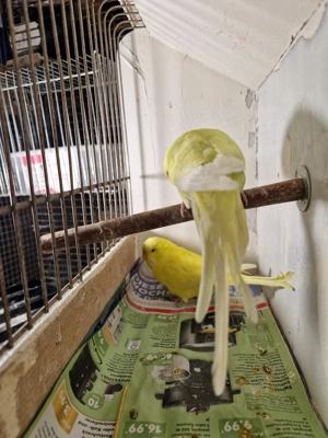 Wellensittiche Hennen Weibchen Lutino und Albino