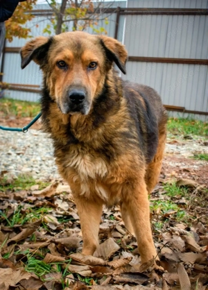 Anton   kuscheliger Leonberger-Mix mit Herz